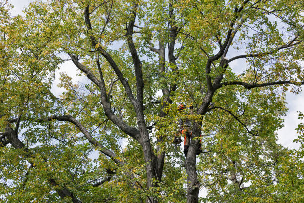 Best Tree Maintenance Programs  in USA